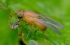 Sapromyzosoma sp.